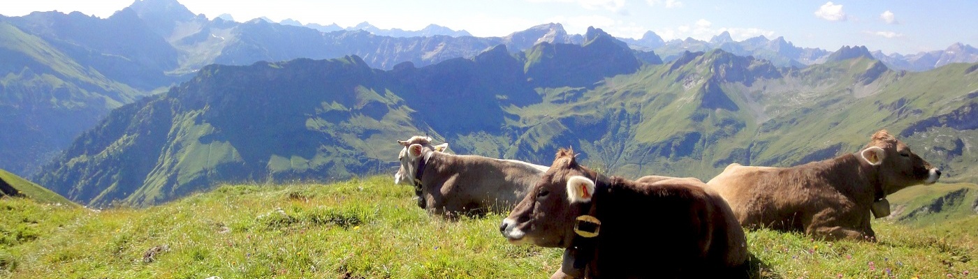 glückliche Kühe am Koblat