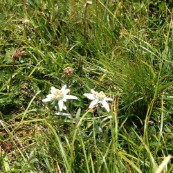 Edelweiss am Himmeleck