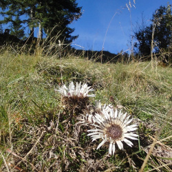 Entschenkopf-Gängele-Gaisalpsee 28.09.2014 004.jpg