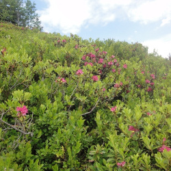 Hirschberg-Tiefenb. Eck-Wertacher Hörnle- Hirschalpe 27.06.14 021.jpg