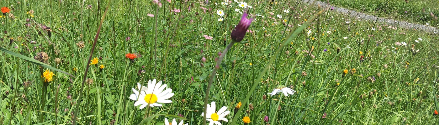 Sommerblüte