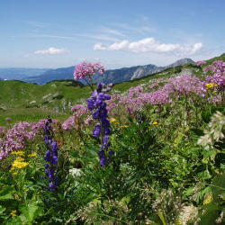Gebirgsblumen in Bad Hindelang