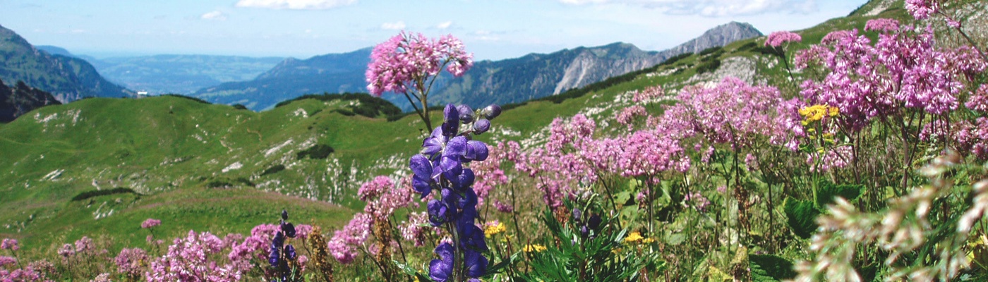 Sommerblüte in Bad Hindelang